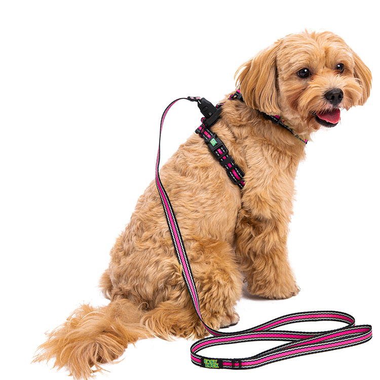 Basic Harness